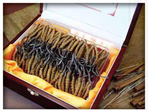 播州冬虫夏草回收